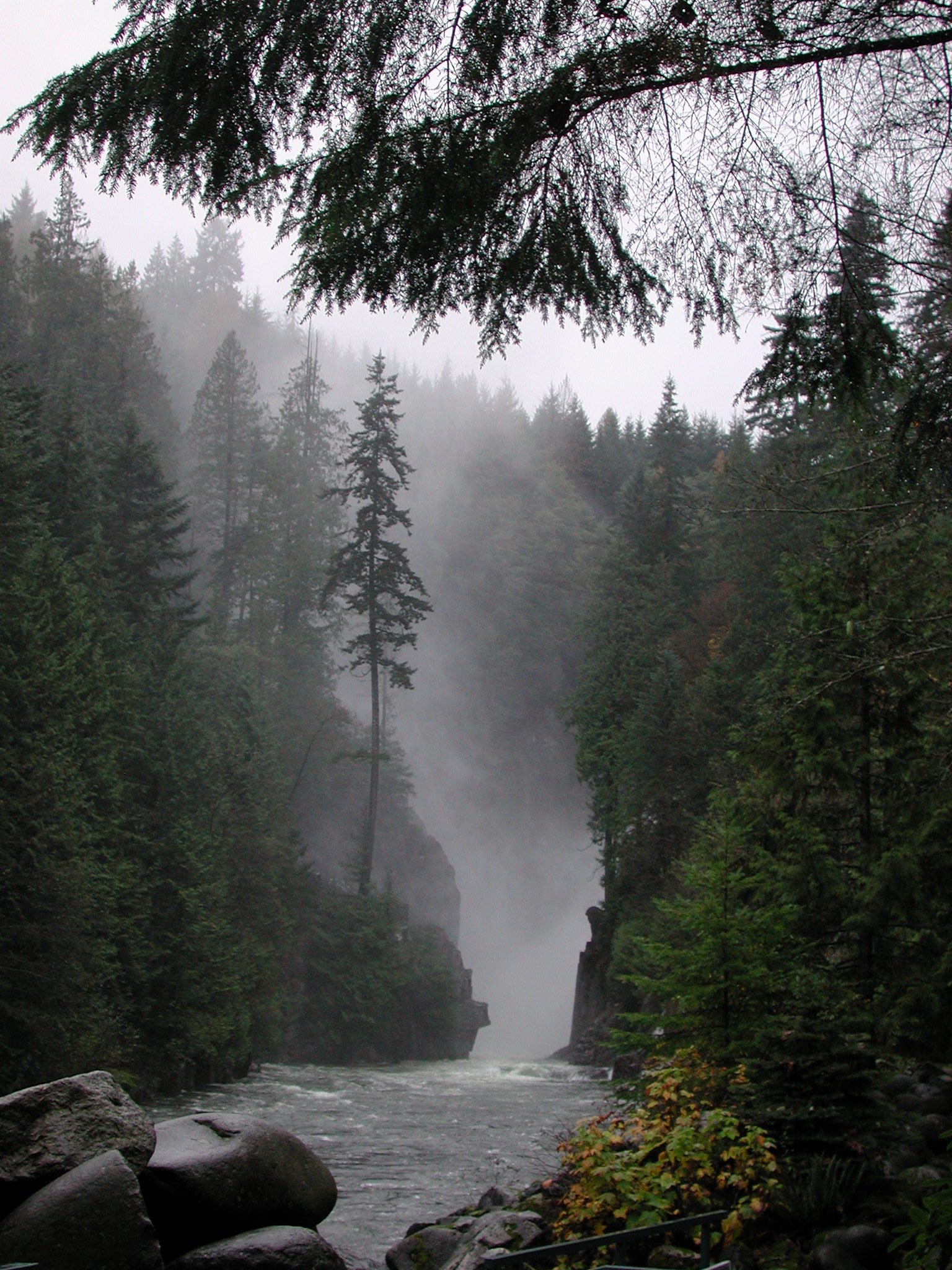 best bear watching tours whistler