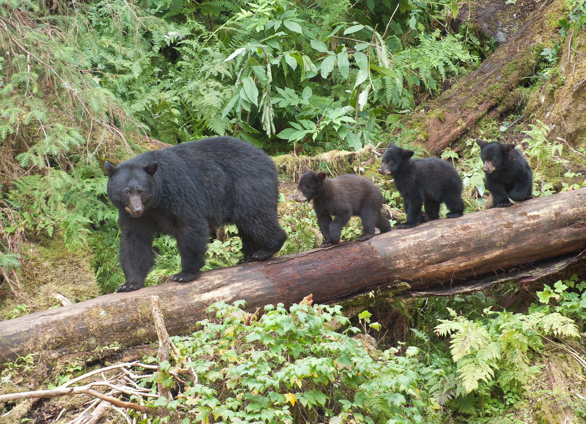 Rainforest River Canyons & Salmon Adventure